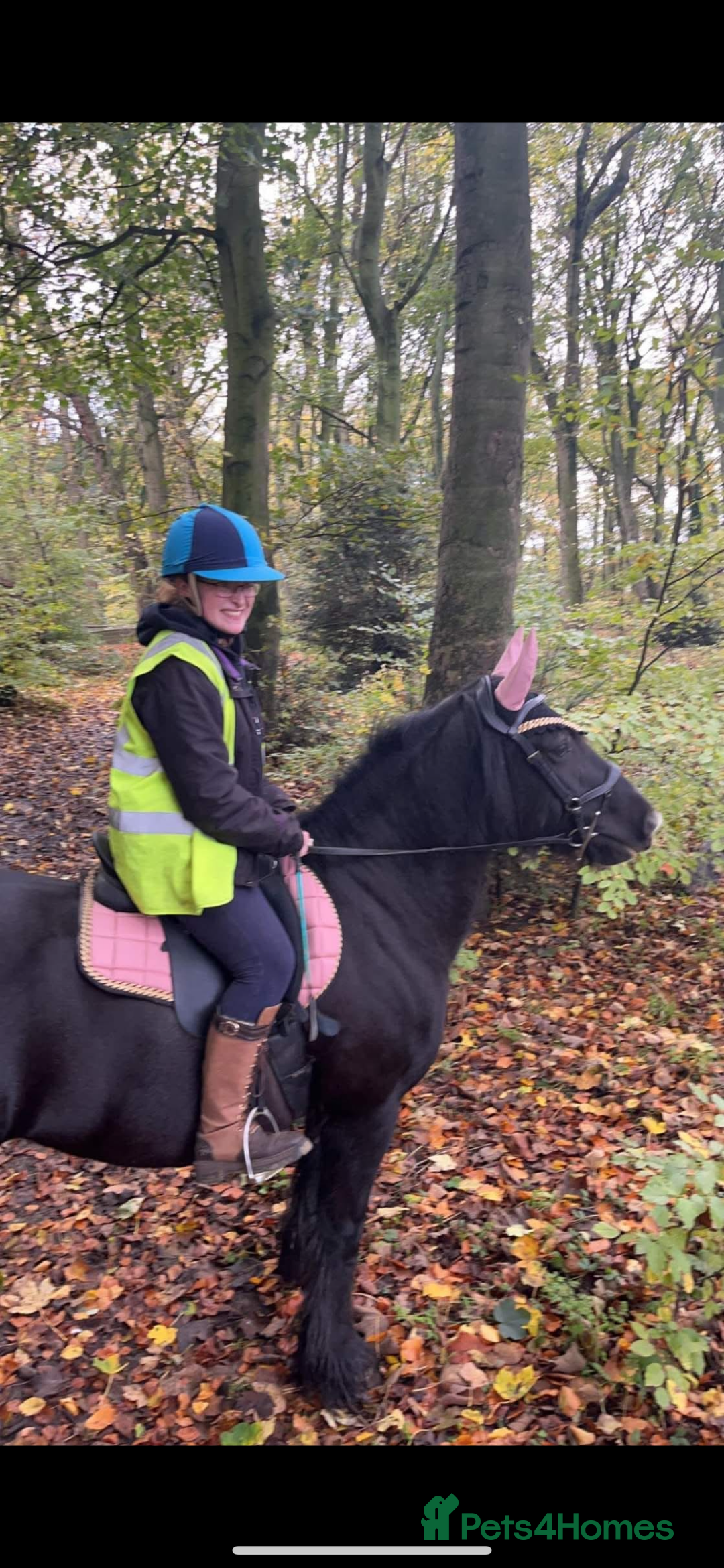 Other Breed horses for sale: Dales x Cob for sale - Image 10