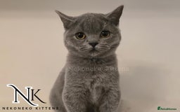 British Shorthair cats for sale: GORGEOUS GCCF REG TEDDYS 🐻🧸 READY TO LEAVE ❗️❗️ - Image 29
