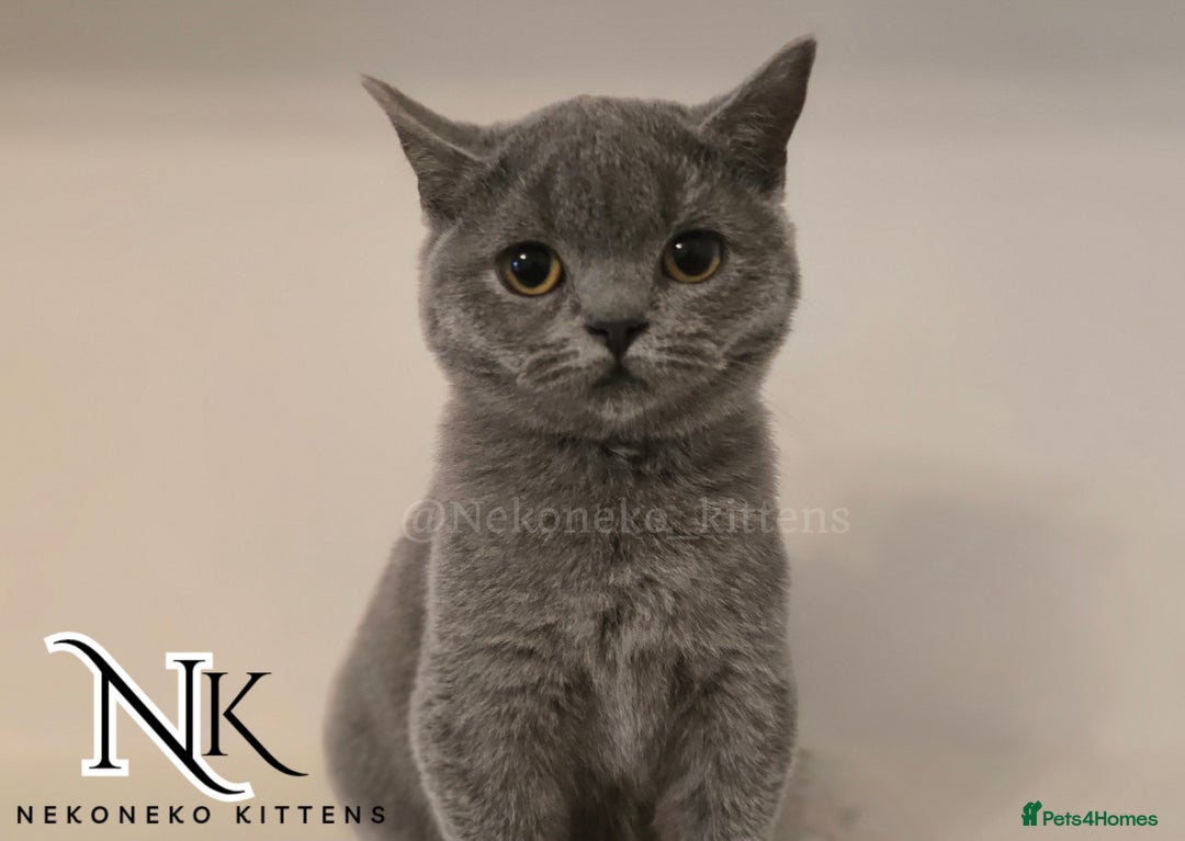 British Shorthair cats for sale: GORGEOUS GCCF REG TEDDYS 🐻🧸 READY TO LEAVE ❗️❗️ - Image 29