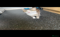 Mixed Breed cats for sale: Loving cats - Image 2