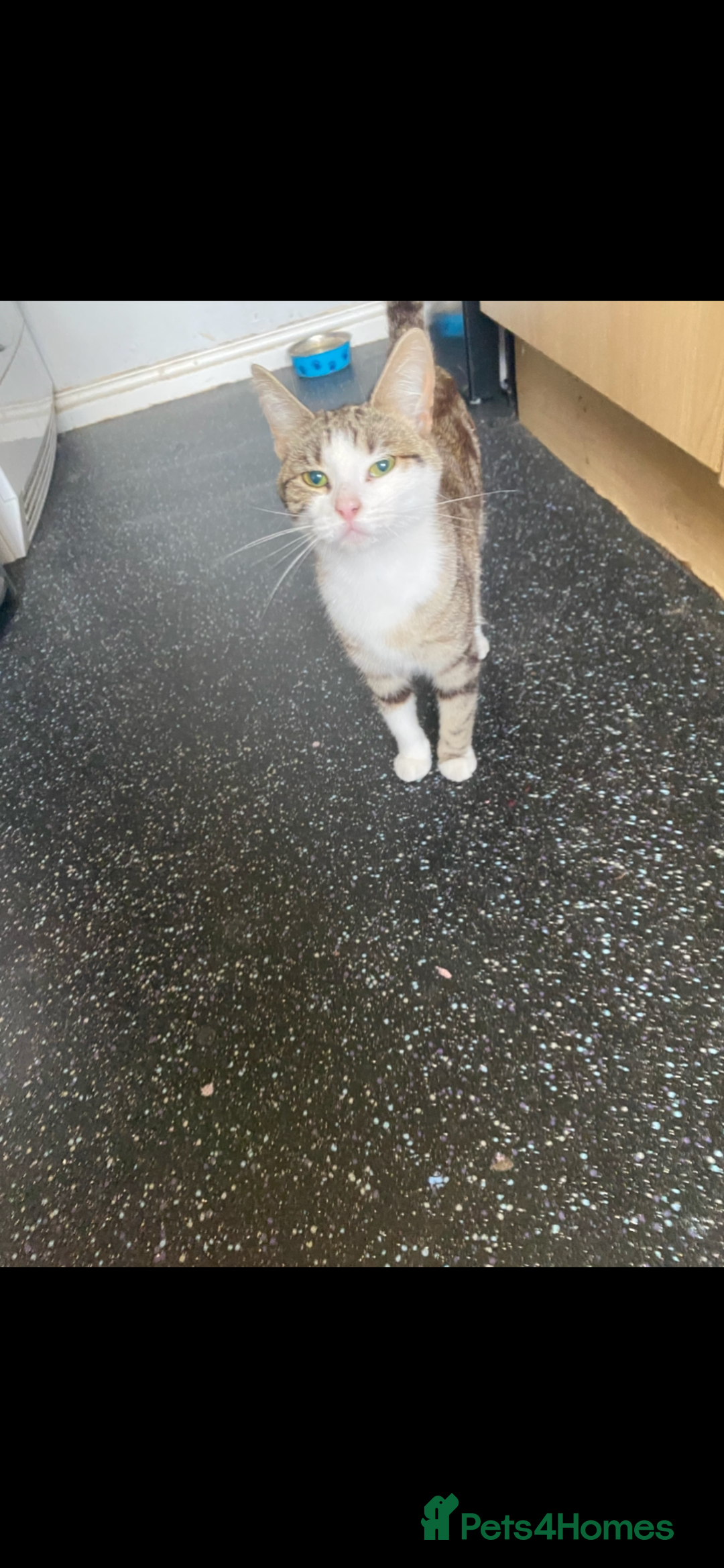 Mixed Breed cats for sale: Loving cats - Image 2