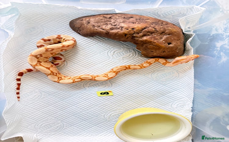 Boa Snake reptiles - Advert 2