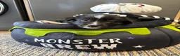 Border Collie dogs for sale: Stunning Purebred Border Collies - Advert 11