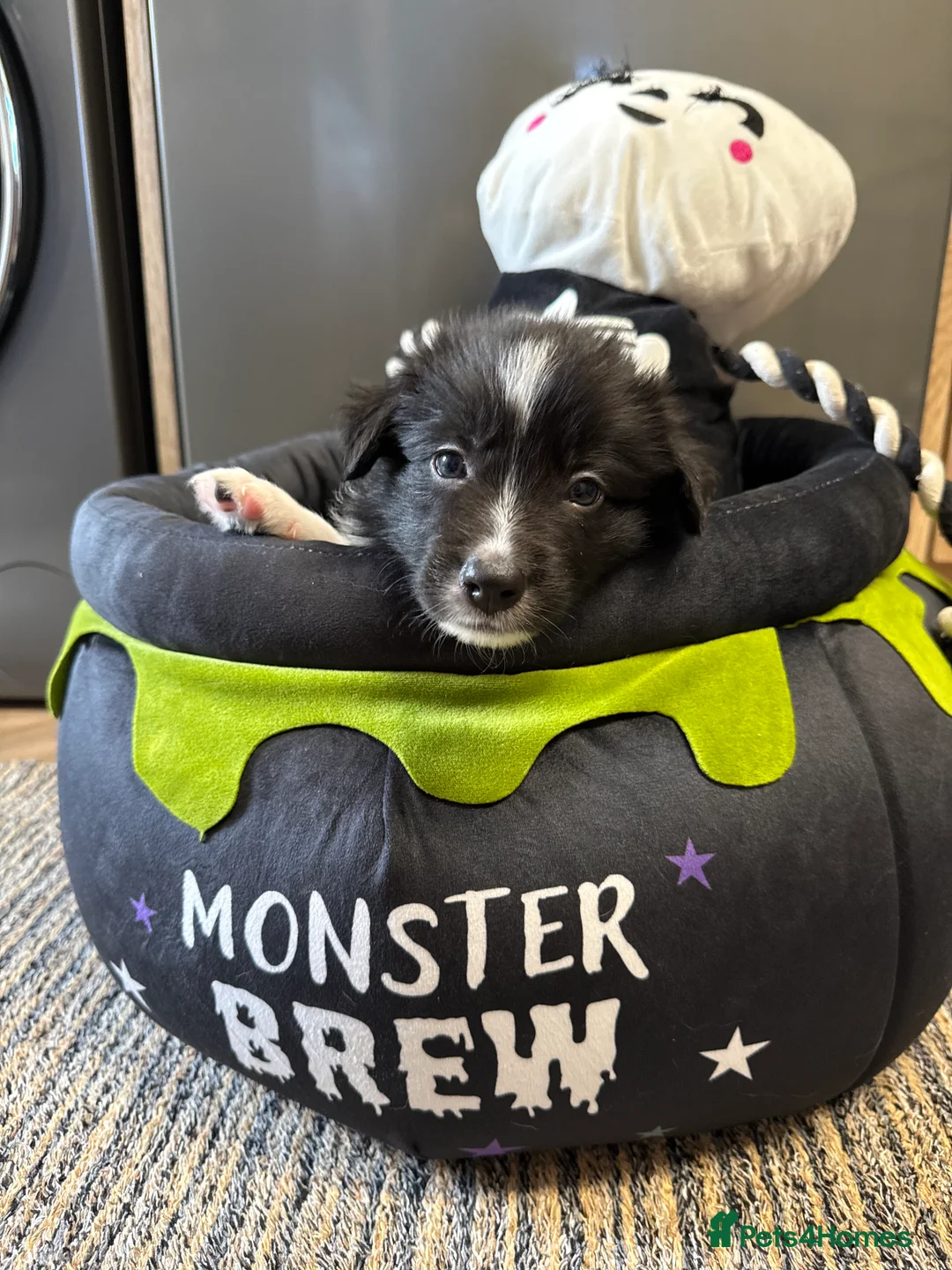 Border Collie dogs for sale: Stunning Purebred Border Collies - Advert 11