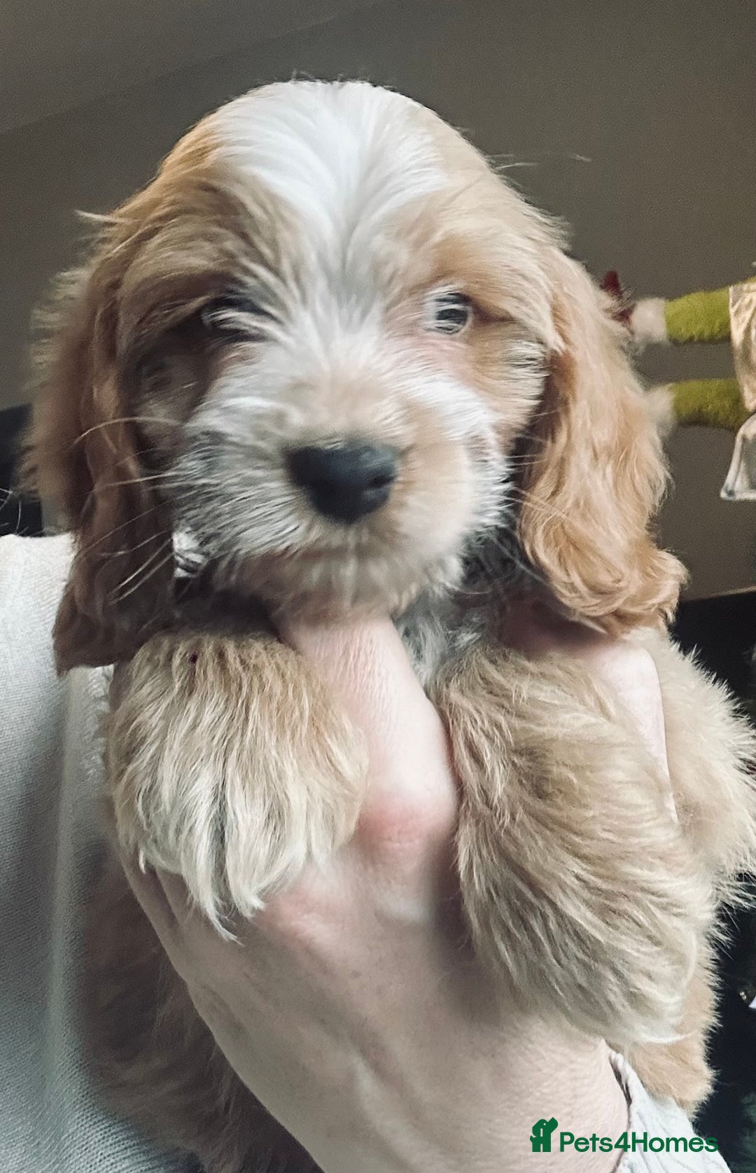 Cockapoo dogs for sale: Stunning cockapoo pups - ready now!  - Advert 4