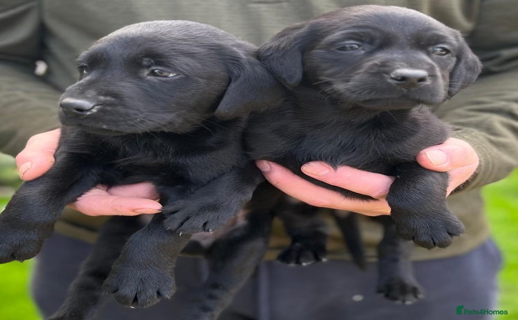 Labrador Retriever dogs - Advert 2