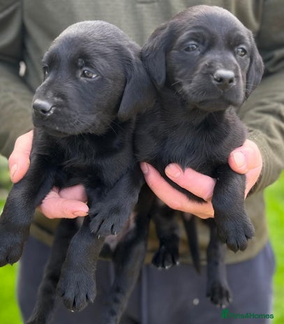 Labrador Retriever dogs - Advert 3