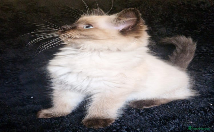 Ragdoll cats - Advert 1