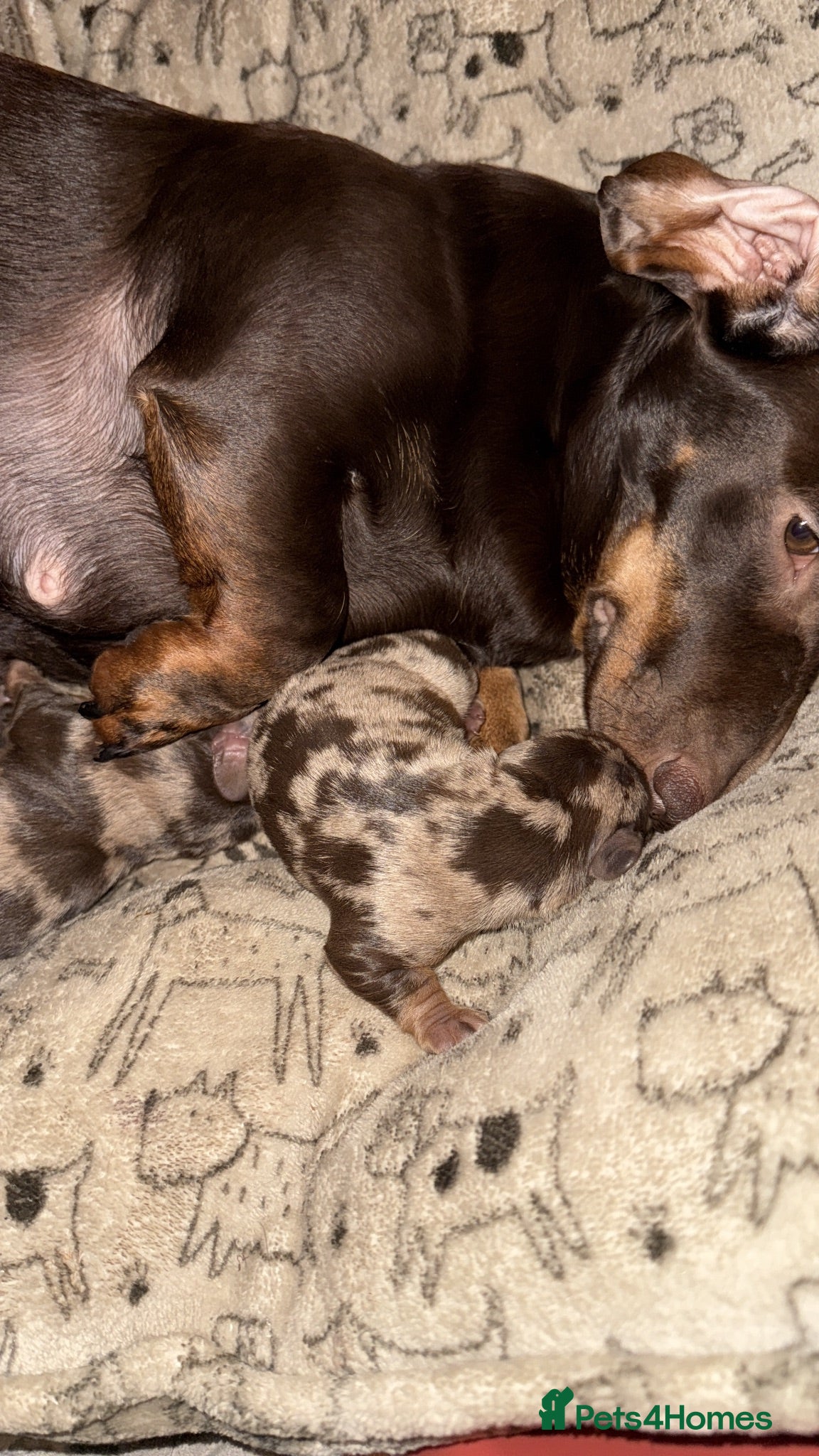 Dachshund dogs Lovely Dachshunds!  - Advert 1