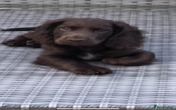 Cocker Spaniel dogs for sale: 2 X Beautiful Cocker Spaniel Pups. Ready to Go. - Image 2