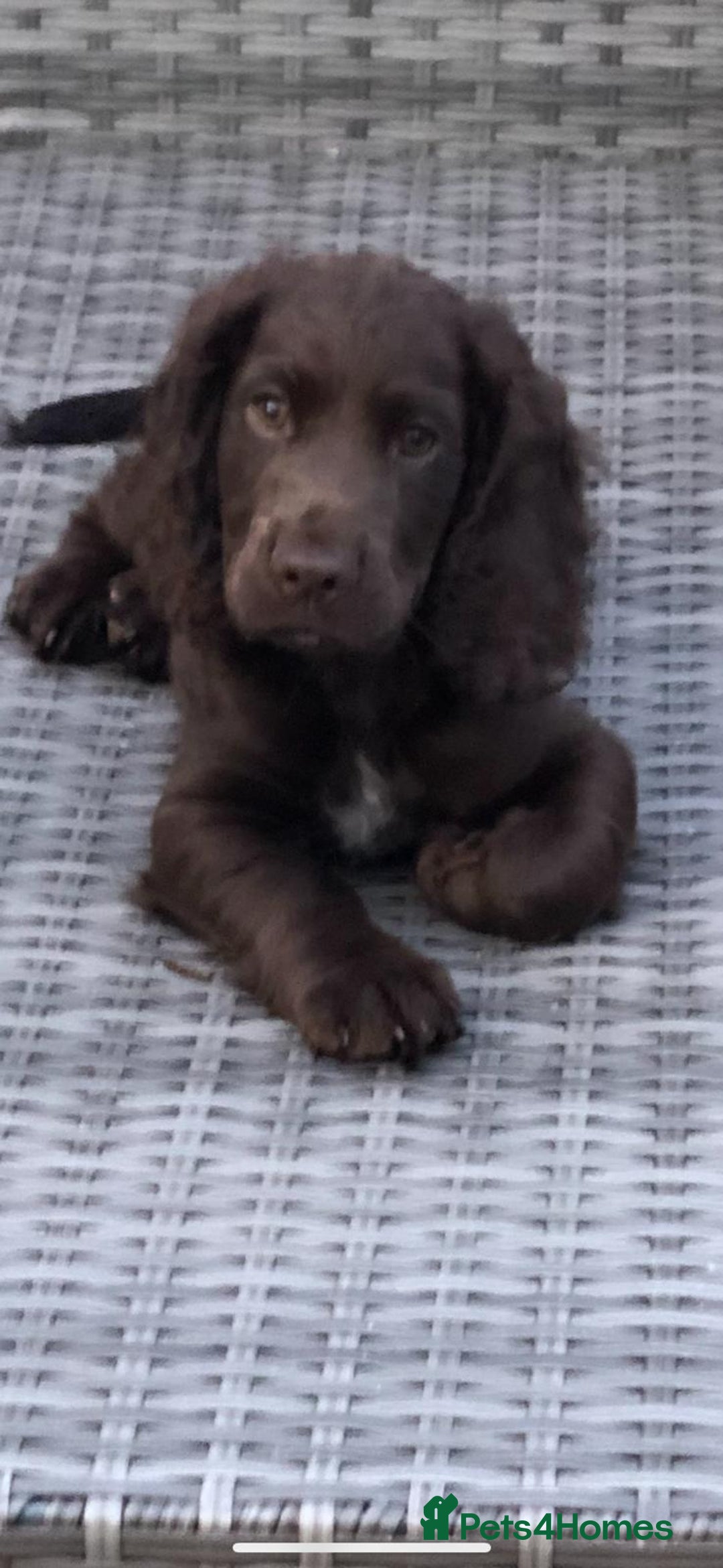 Cocker Spaniel dogs for sale: 2 X Beautiful Cocker Spaniel Pups. Ready to Go. - Image 2