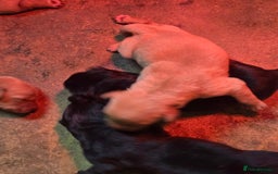 Labrador Retriever dogs for sale: Stunning litter of Fox Red and Black Labradors - Image 4