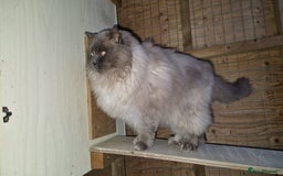 Ragdoll cats for sale: Stunning ragdoll kittens for sale  - Image 24