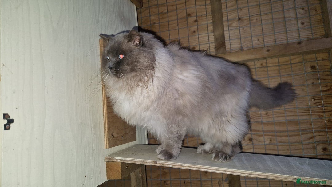 Ragdoll cats for sale: Stunning ragdoll kittens for sale  - Image 24