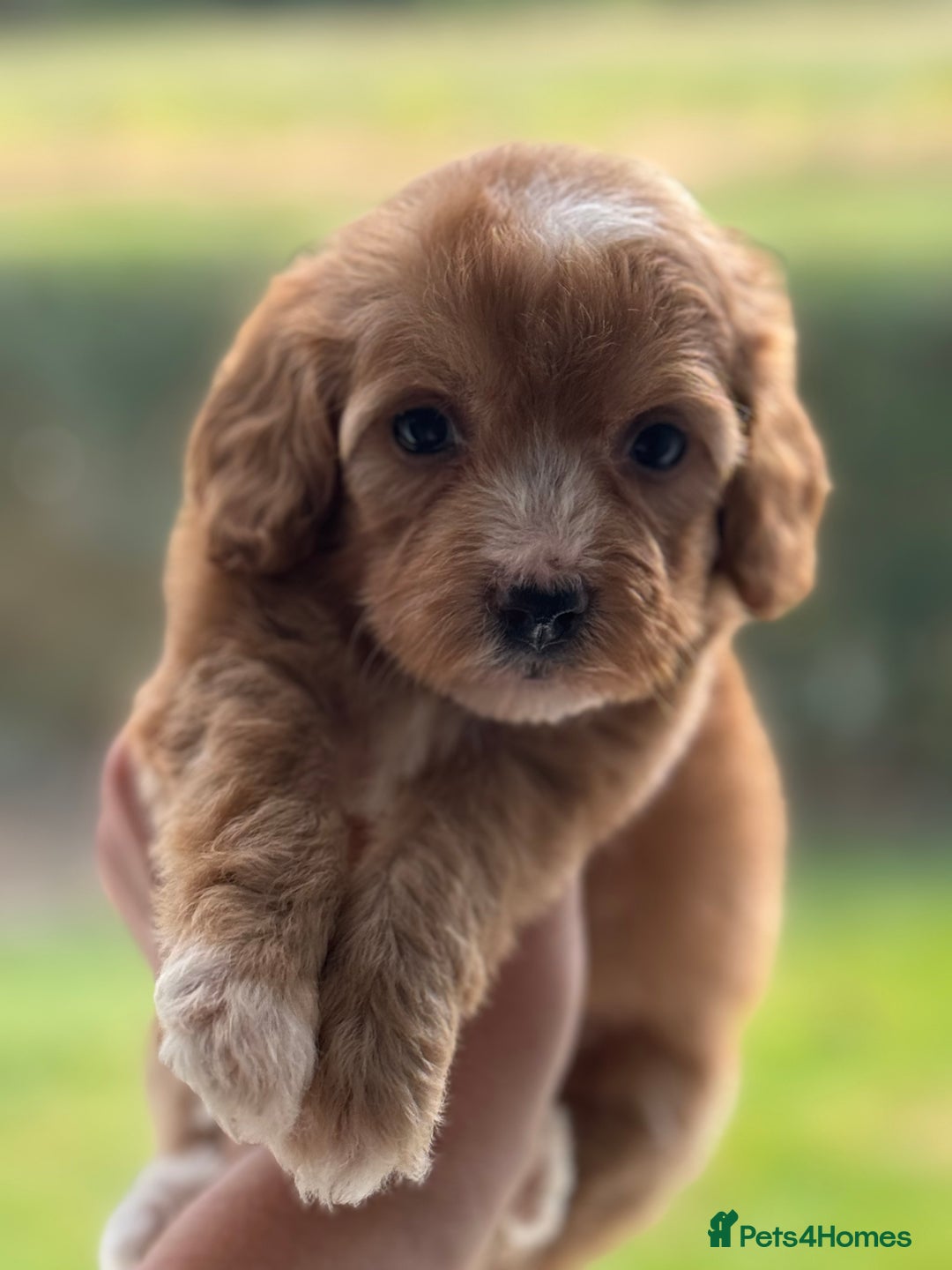 Cavapoo dogs for sale: Beautiful health tested cavapoos  - Image 16