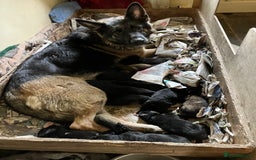 German Shepherd dogs for sale: German shepherd pups from working lines for sale - Image 6