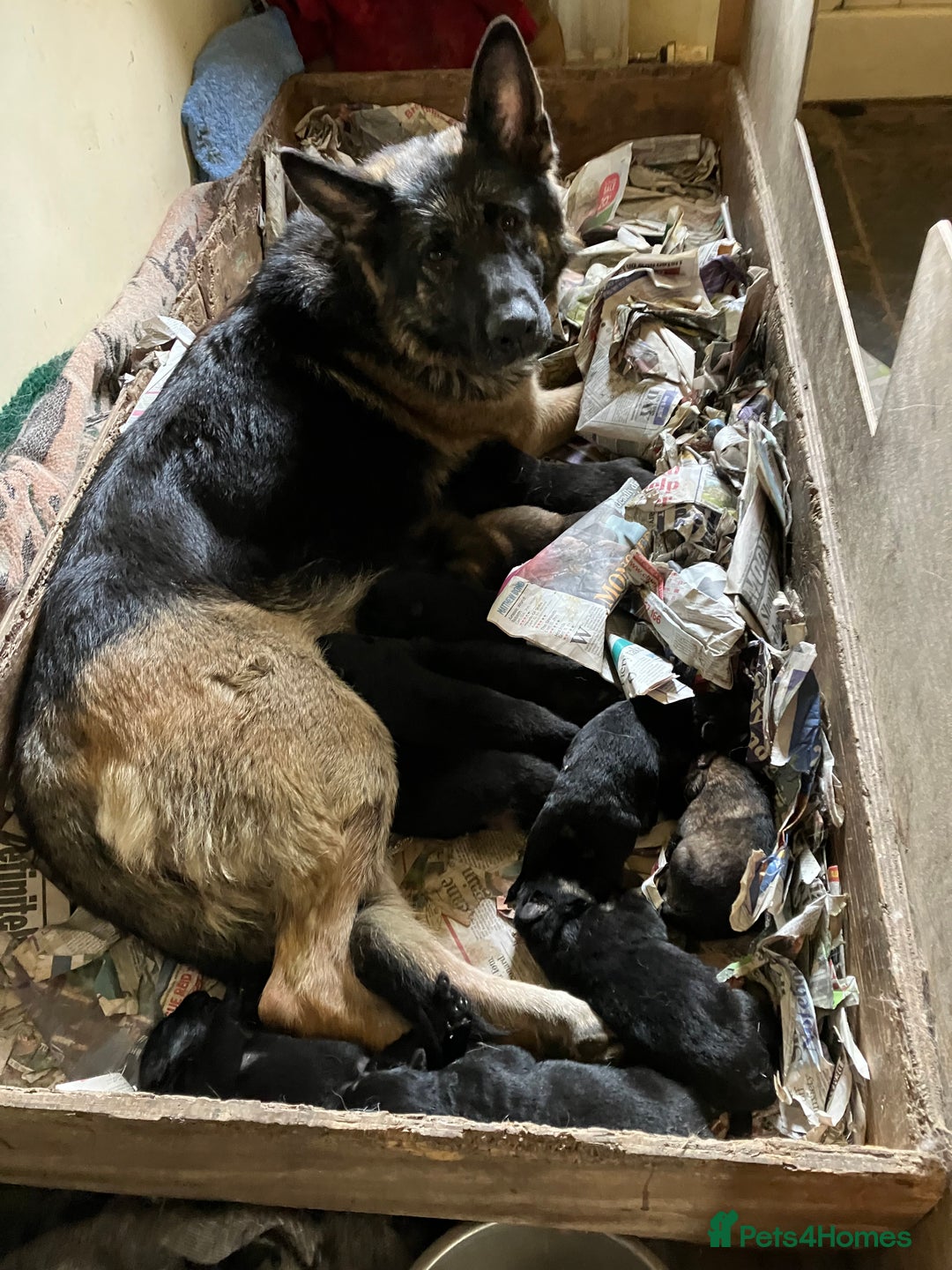 German Shepherd dogs for sale: German shepherd pups from working lines for sale - Image 6