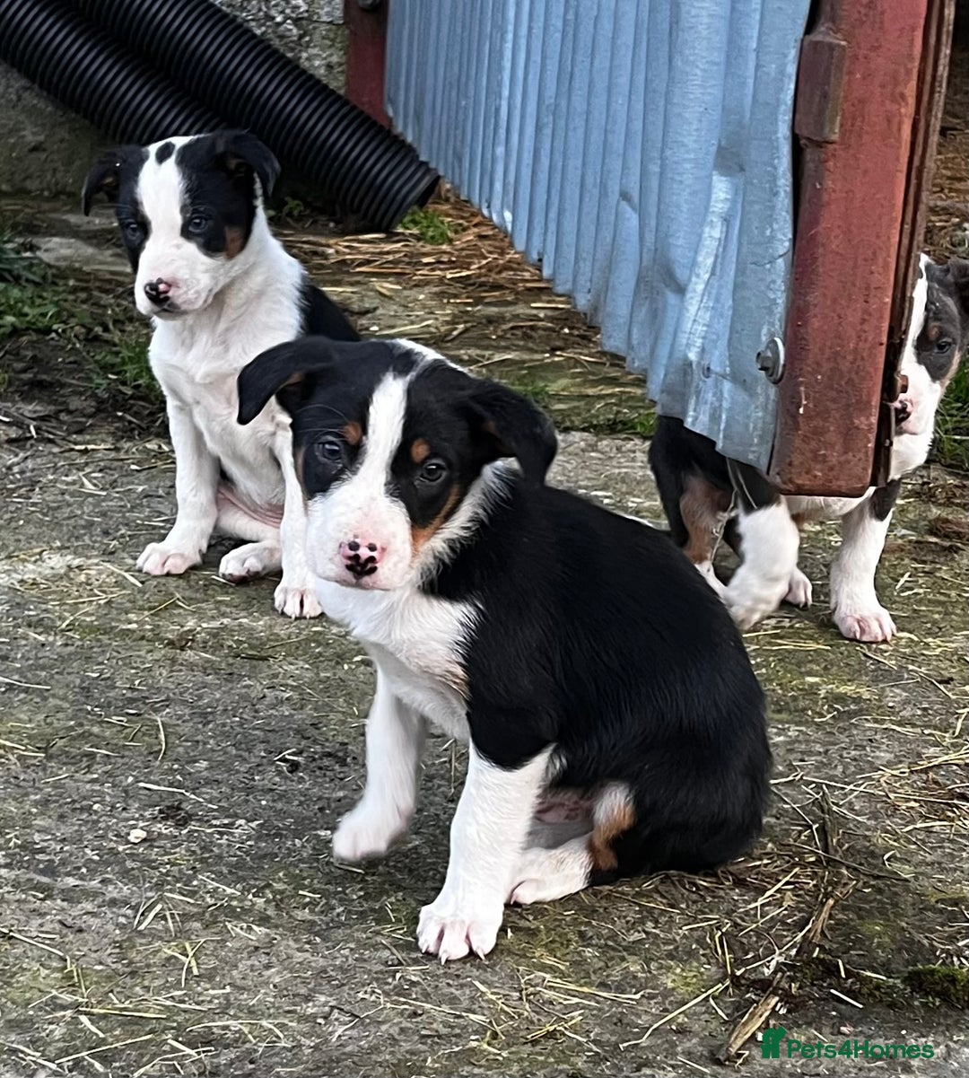 Border Collie dogs for sale: Sheepdog puppies  - Advert 5