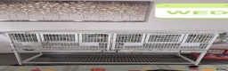 Budgerigars birds for sale: Lovely budgerigars for sale  in Northampton - Advert 3