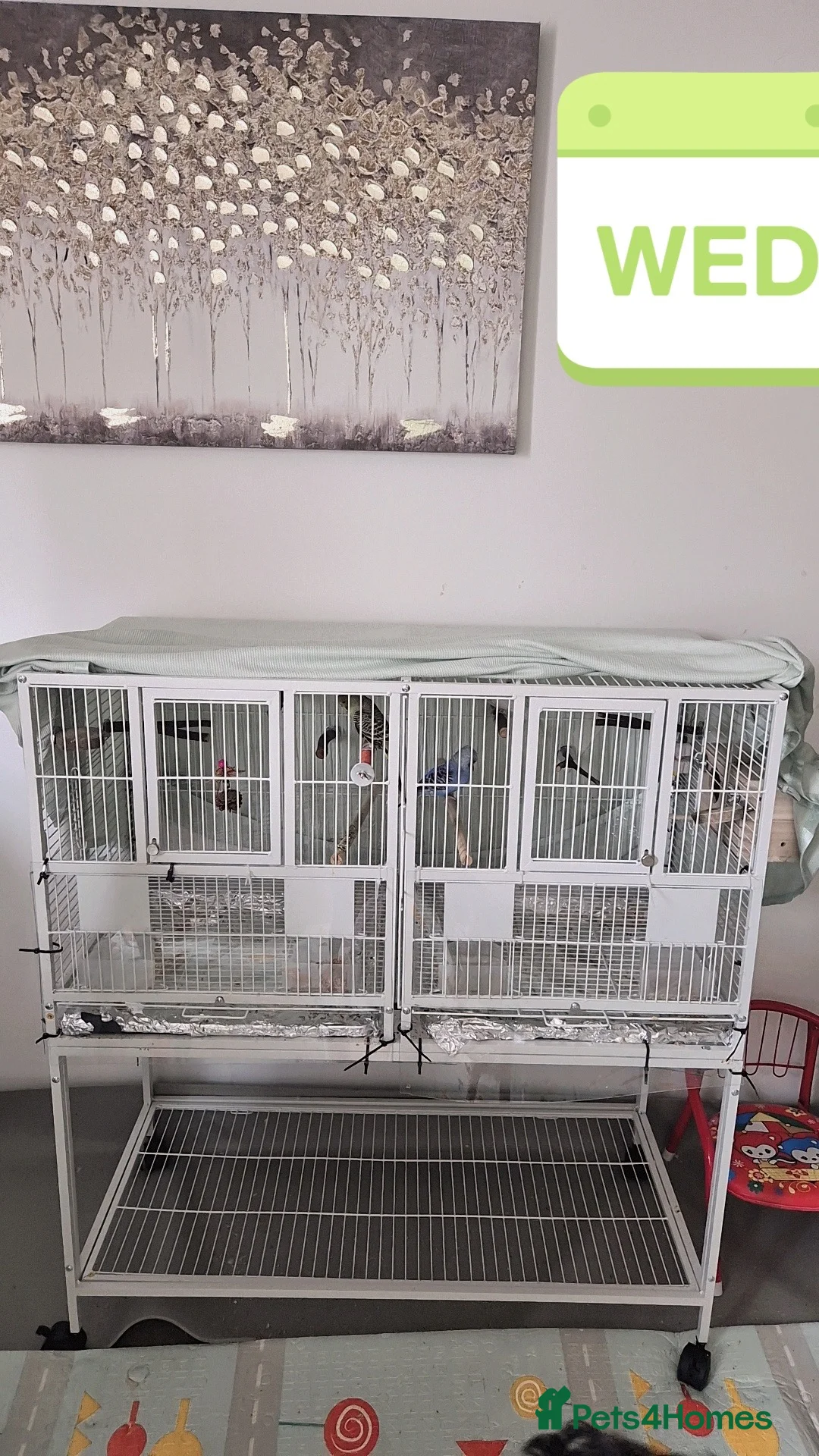 Budgerigars birds for sale: Lovely budgerigars for sale  in Northampton - Advert 3