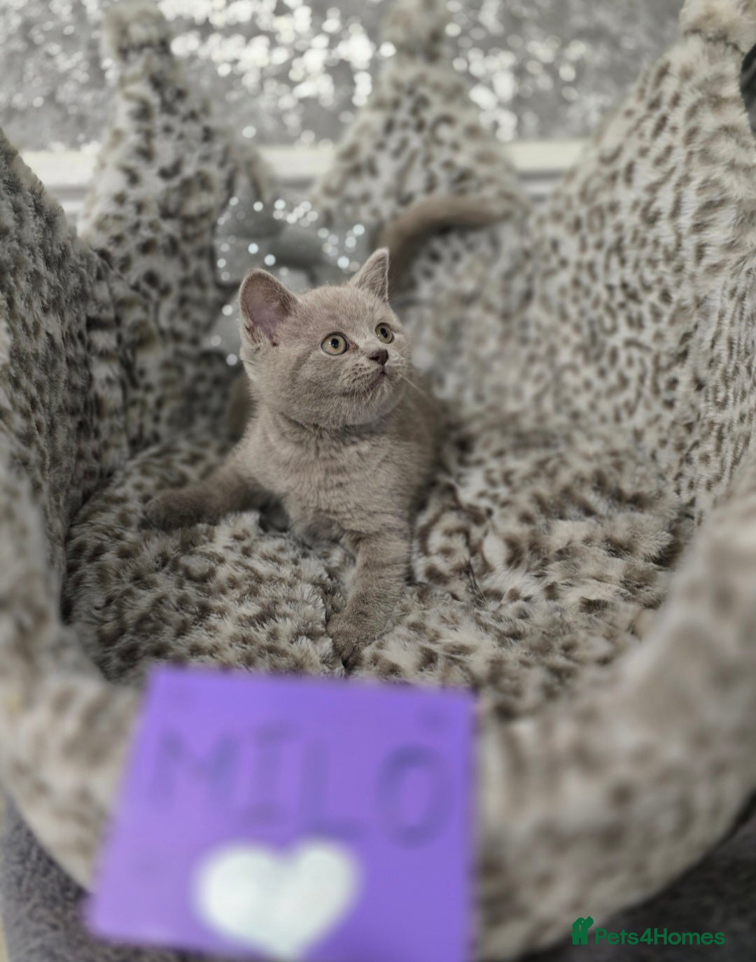 British Shorthair cats for sale: 🩷💜Beautiful British shorthair kittens 💜🩷 - Advert 10