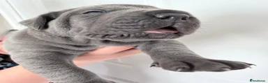 Legion’s Decimus Invictus (Blue Male)