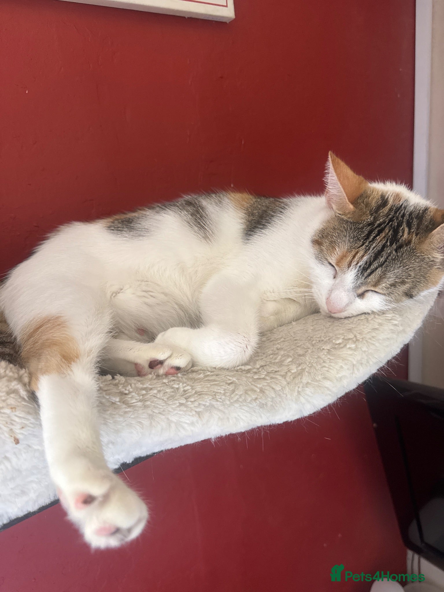Mixed Breed cats Cat for sale  - Advert 3