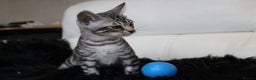 Bengal cats for sale: Stunning Bengal kittens - Advert 22