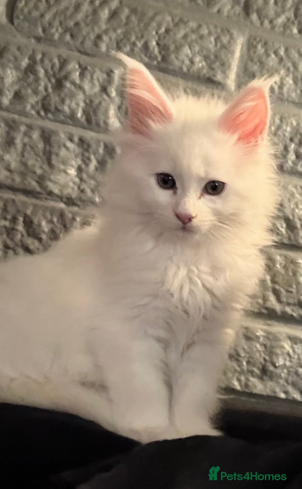 Maine Coon cats XXL Russian Bloodline Maine Coon Kittens for sale - Advert 11