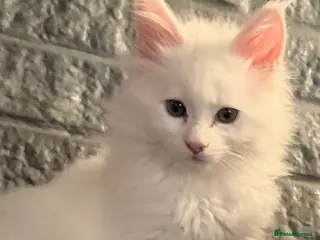 Maine Coon cats XXL Russian Bloodline Maine Coon Kittens for sale - Advert 7