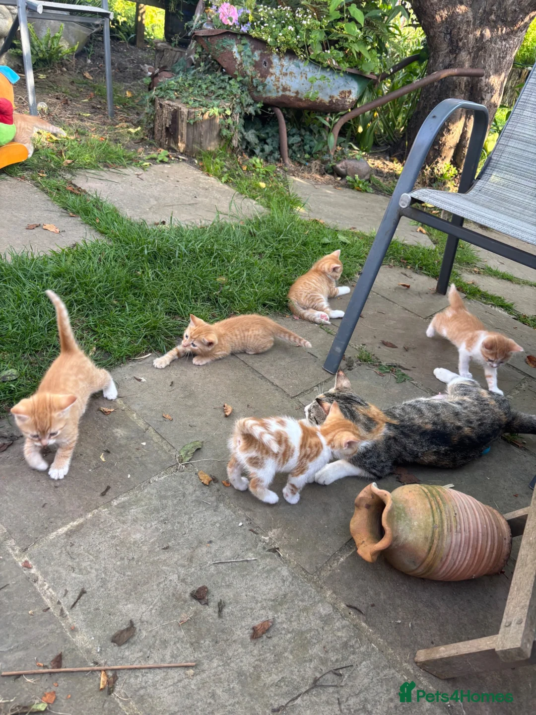 Domestic Shorthair cats for sale: Kittens - Advert 2