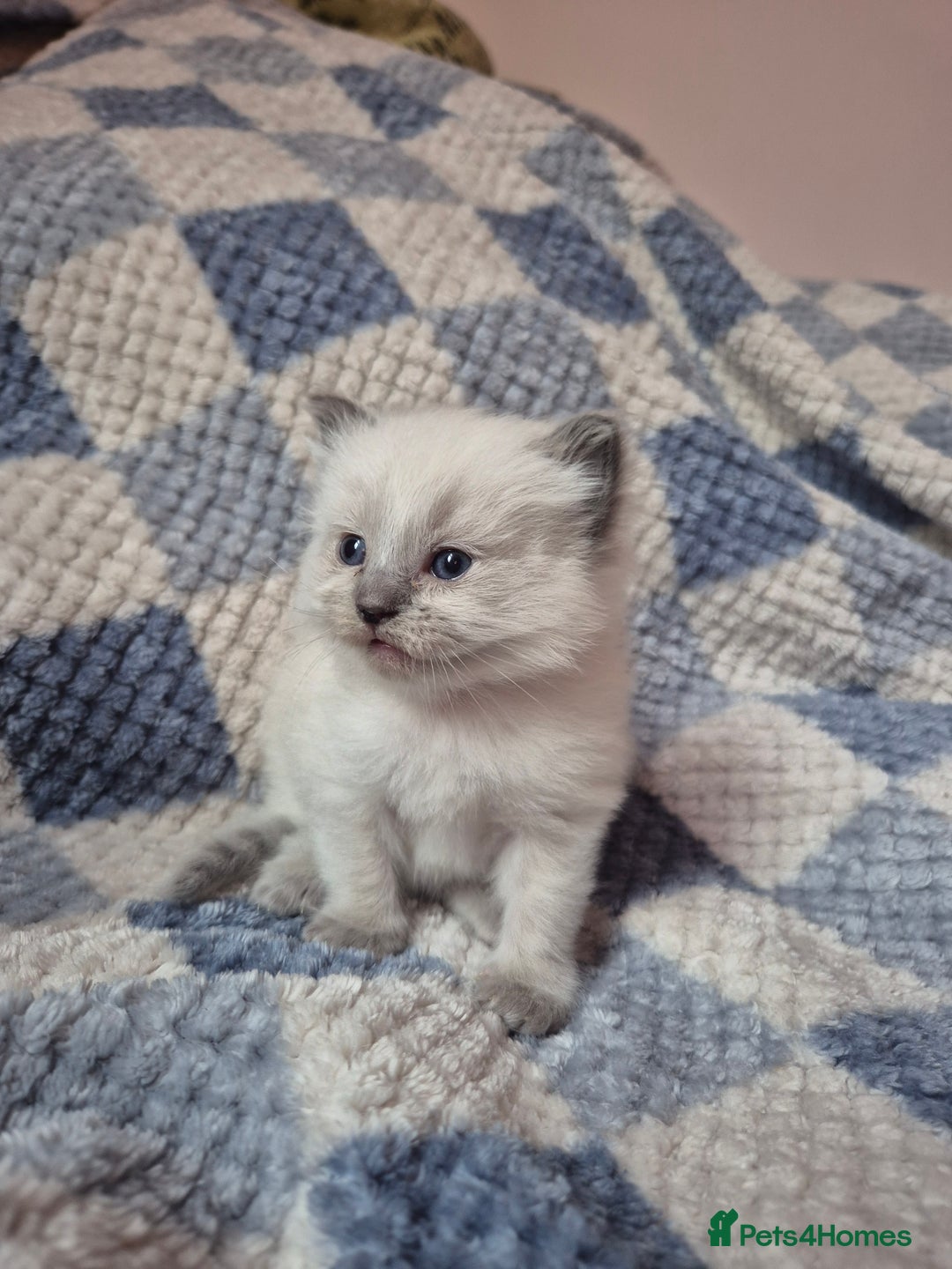 Ragdoll cats for sale: Beautiful ragdoll girl - Advert 1