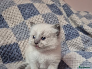 Ragdoll cats Beautiful ragdoll girl - Advert 1