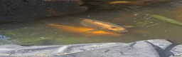 Koi Carp fish for sale: Mix of koi carp/sturgeon and tench for sale in Leeds - Advert 11