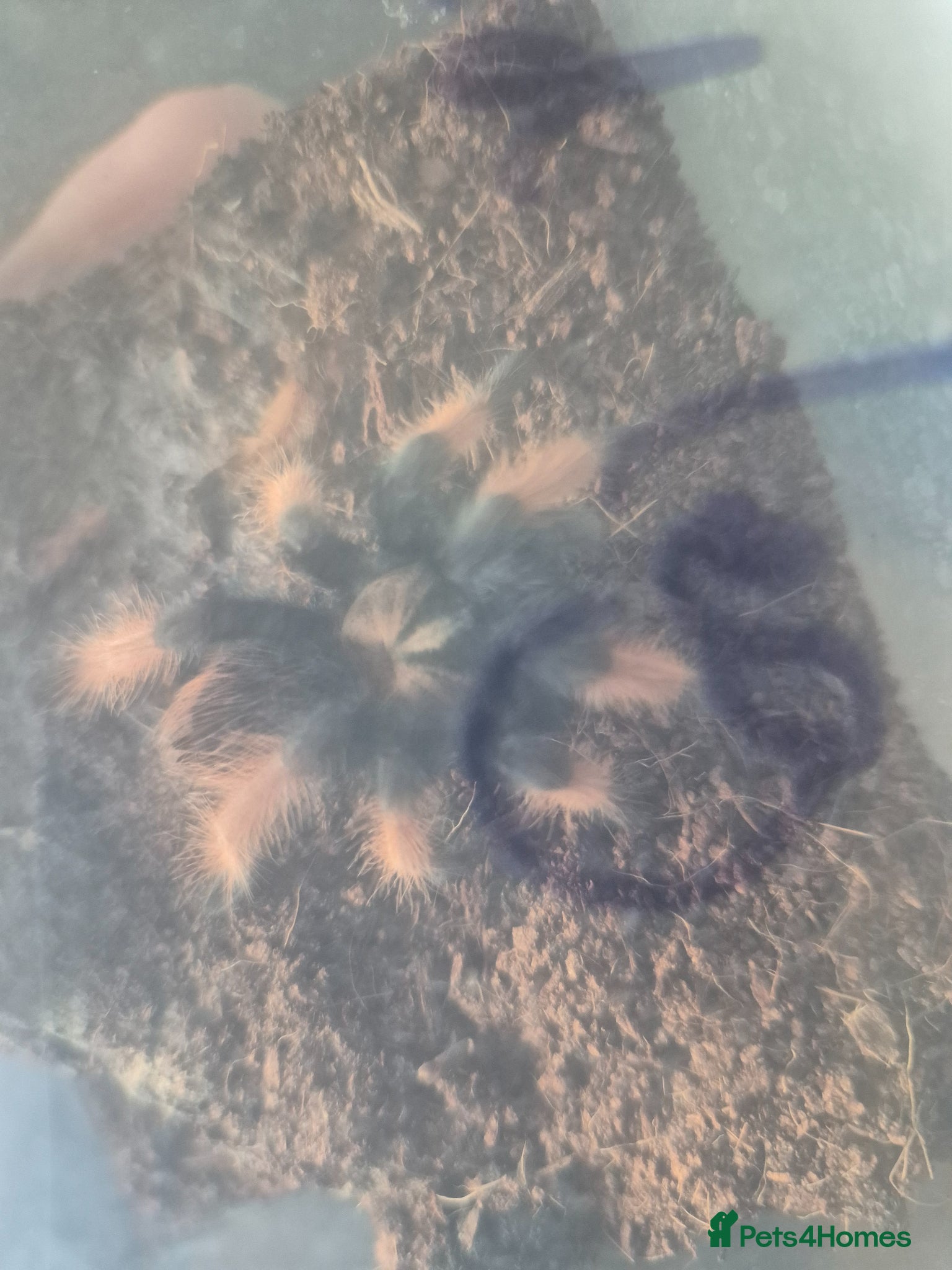 Tarantulas invertebrates Mexican fire leg - Advert 2