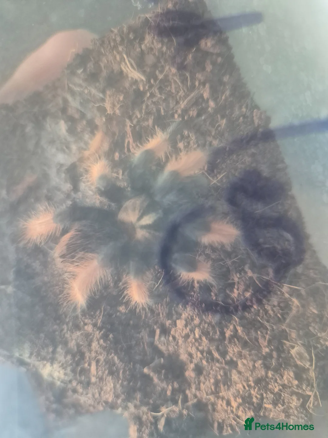 Tarantulas invertebrates for sale: Mexican fire leg - Advert 1