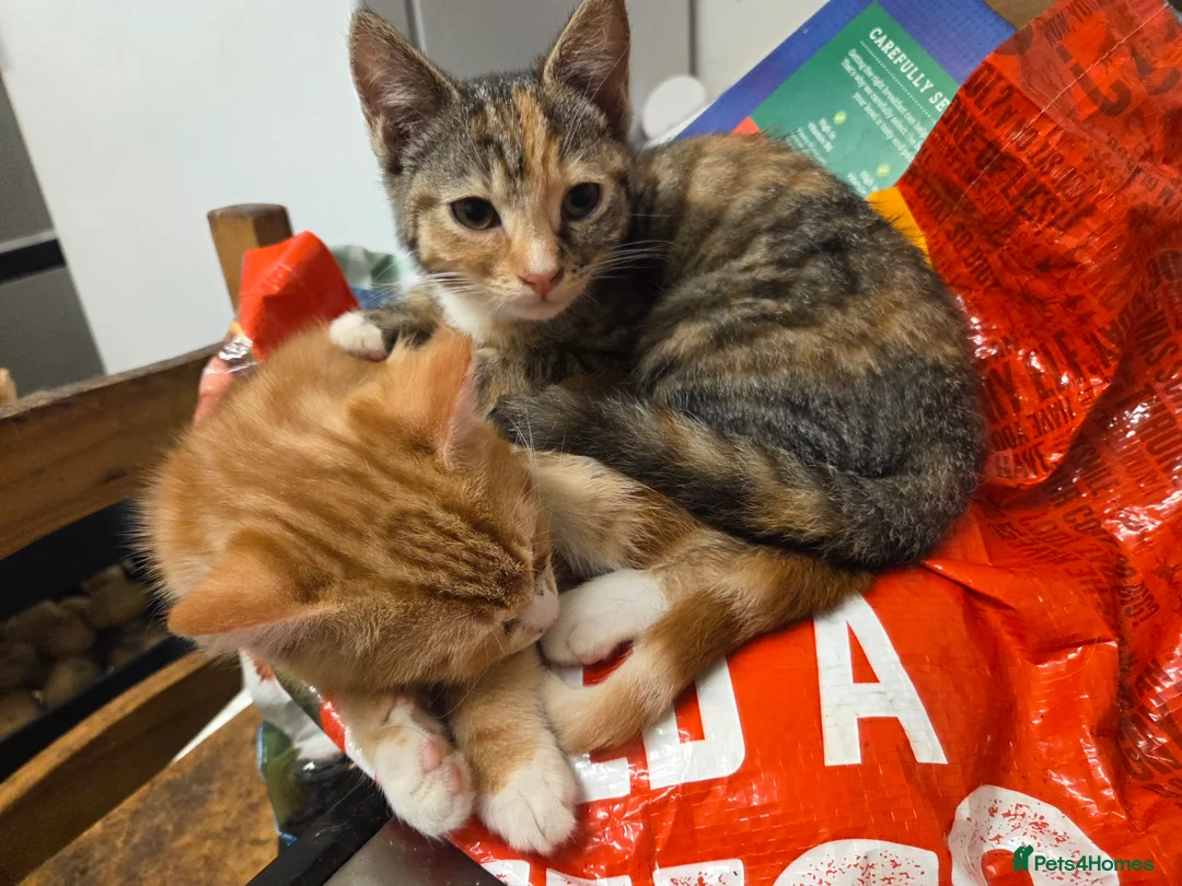 Mixed Breed cats for sale: Torti n tabby girls - Advert 2