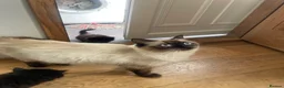 Mixed Breed cats for sale: Ragdoll x kittens  - Advert 5
