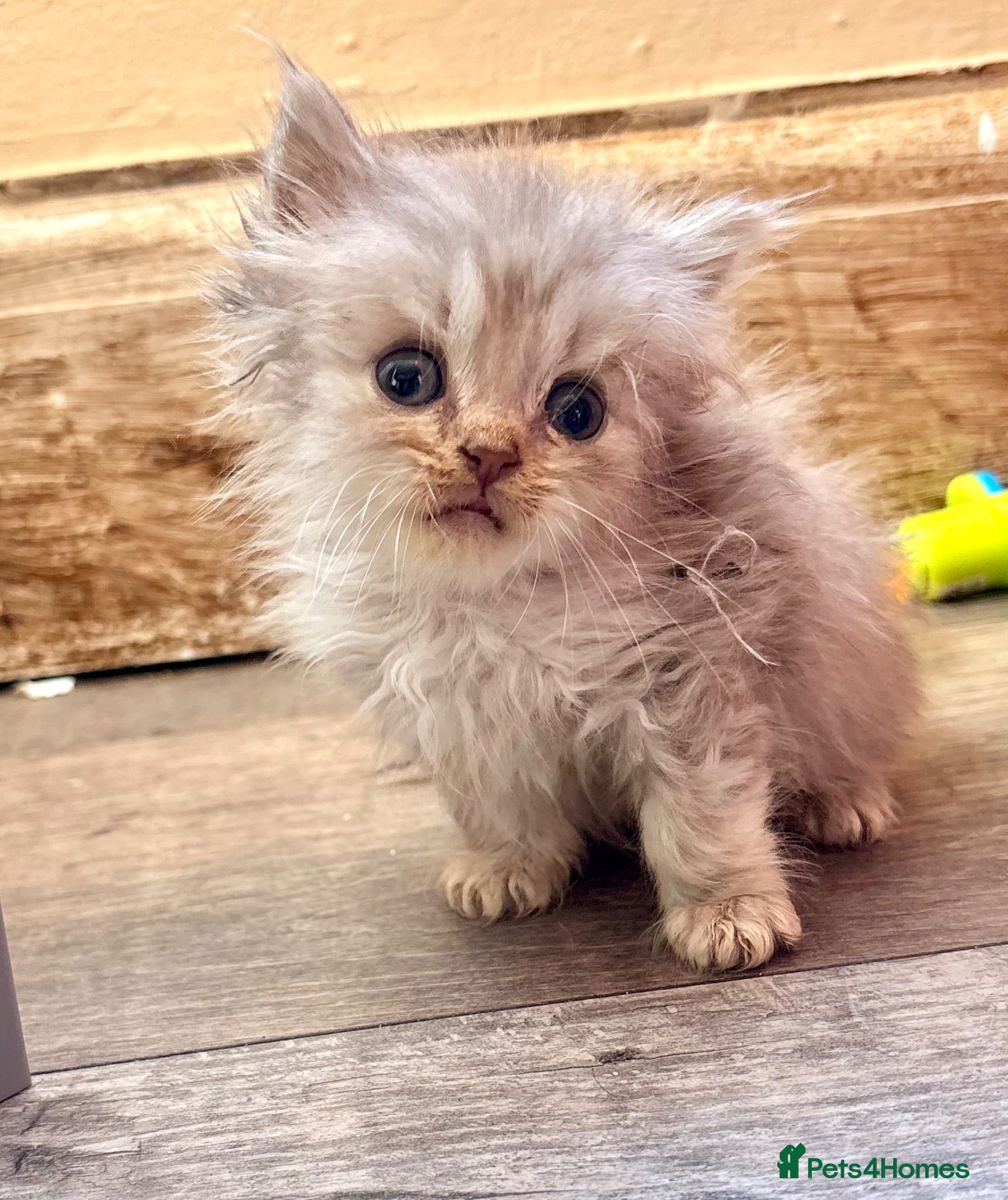 Mixed Breed cats Persian x blh  - Advert 2