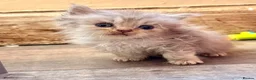 Mixed Breed cats for sale: Persian x blh  - Advert 1