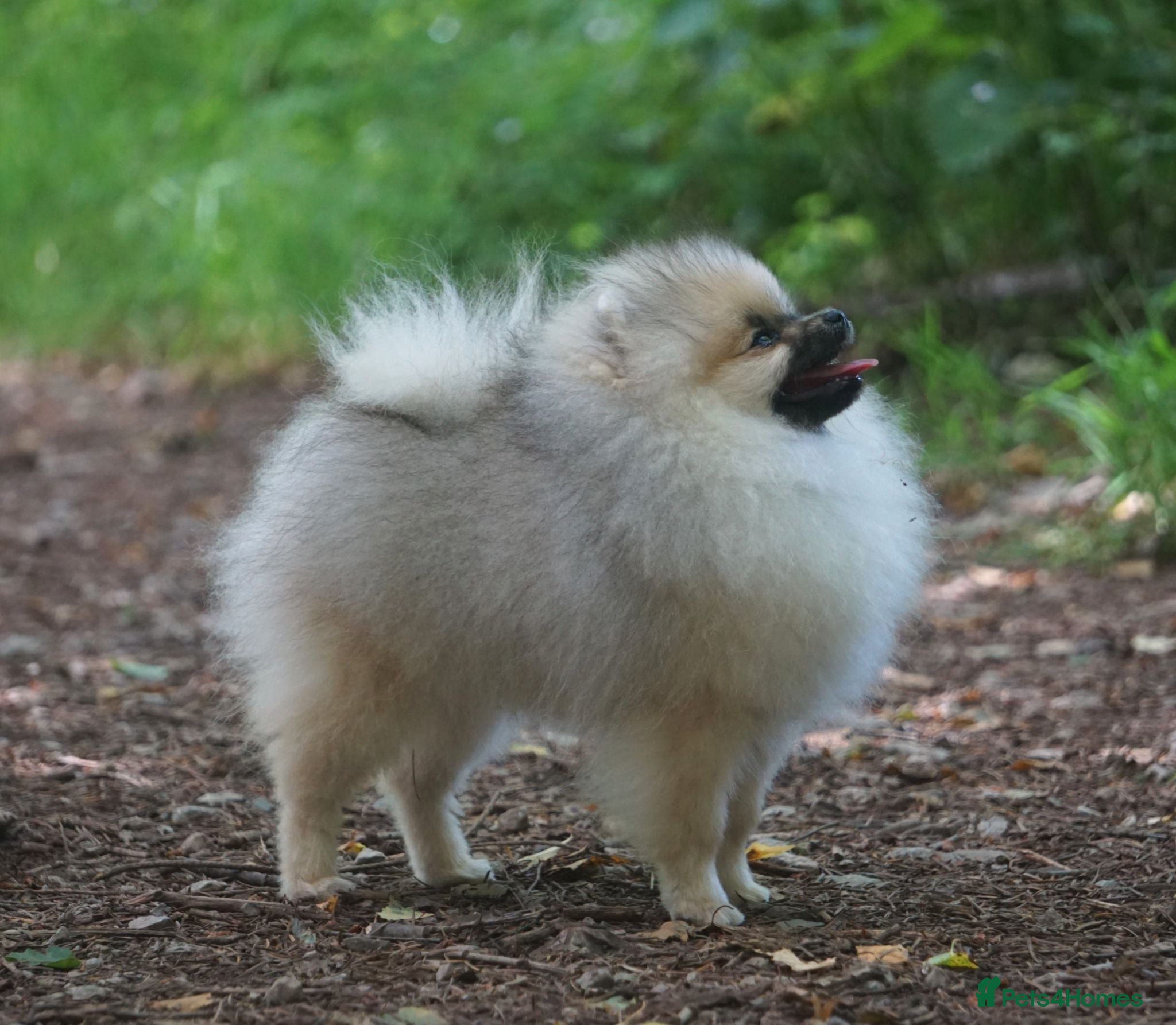 Pomeranian dogs * Pomeranians available to forever loving homes * - Advert 2