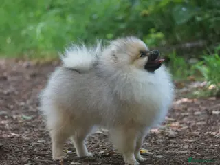 Pomeranian dogs * Pomeranians available to forever loving homes * - Advert 2