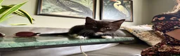 British Shorthair cats for sale: British shorthair cross kittens  - Advert 7