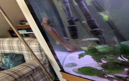Loaches fish for sale: Fully Grown Weather loach - Image 4