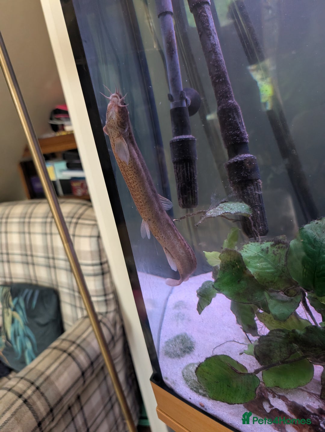 Loaches fish for sale: Fully Grown Weather loach - Image 4
