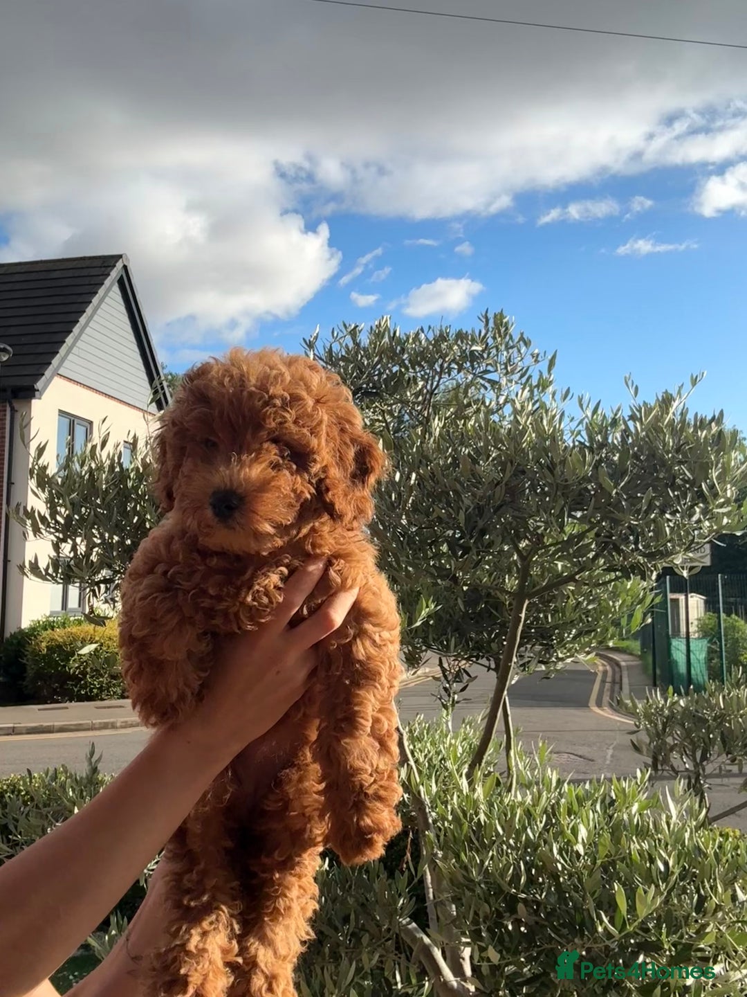 Poochon dogs for sale:  Loving Puppies Looking for Their Forever Homes 🏡 - Image 12