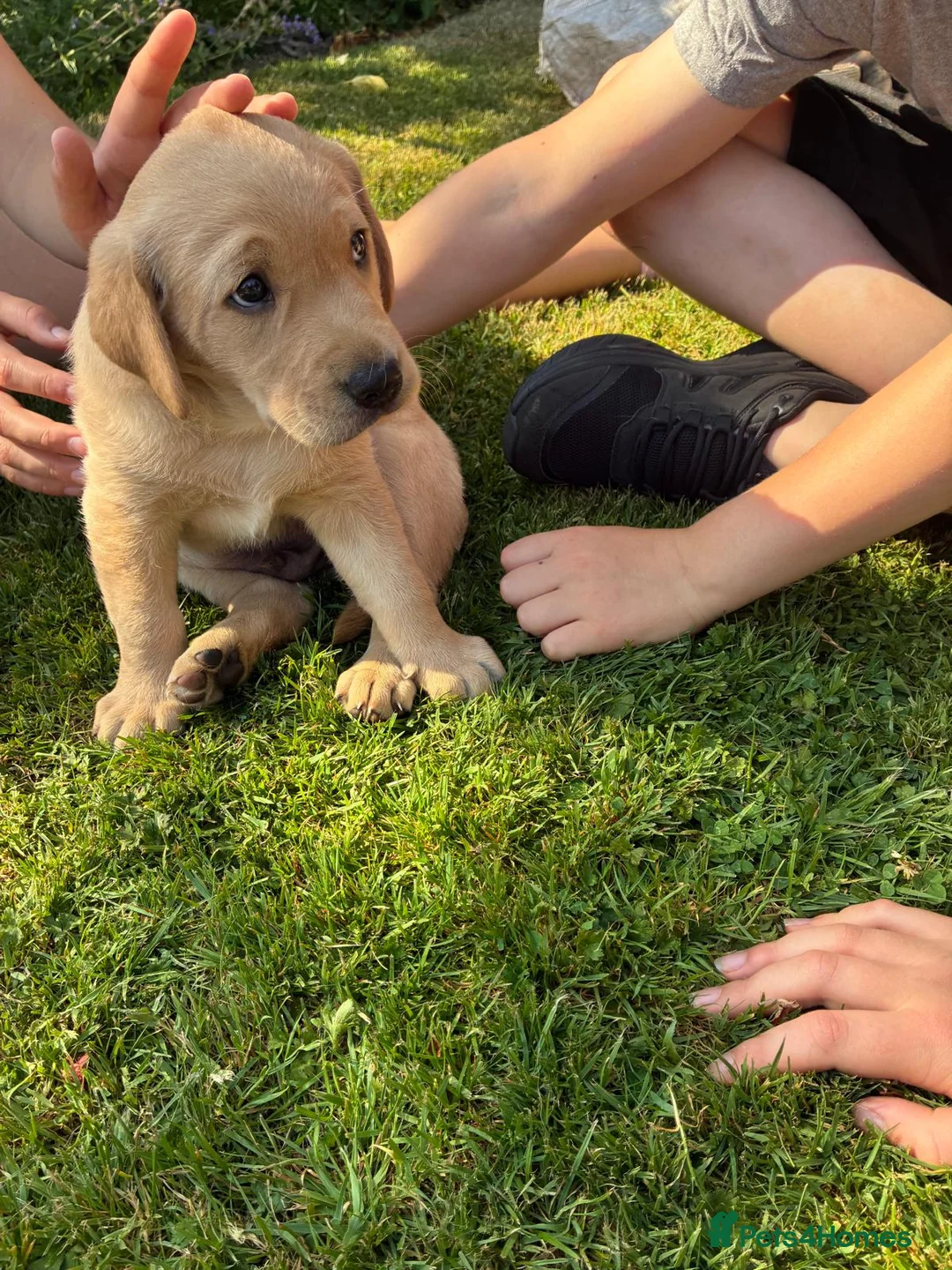 Labrador Retriever dogs for sale: Lovely nature pup in Axminster - Advert 7