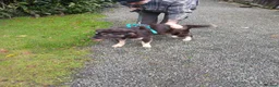 Mixed Breed dogs for adoption: Optimistic Orsin - Advert 4