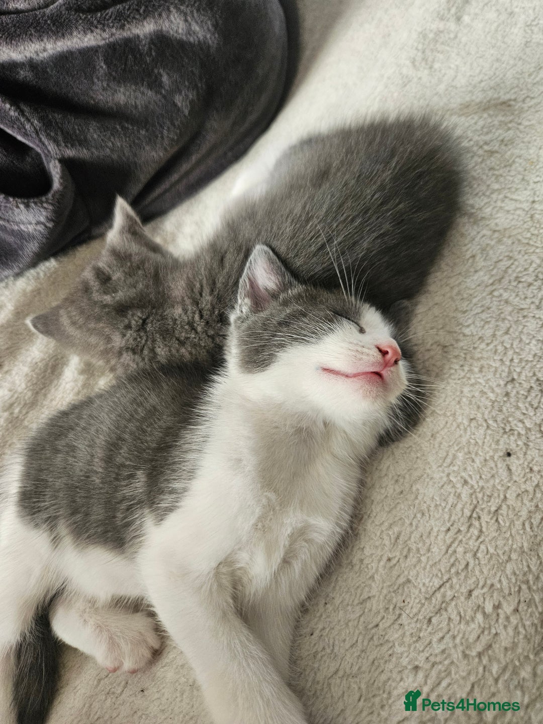 Mixed Breed cats for sale: Cute playful kittens  - Advert 7