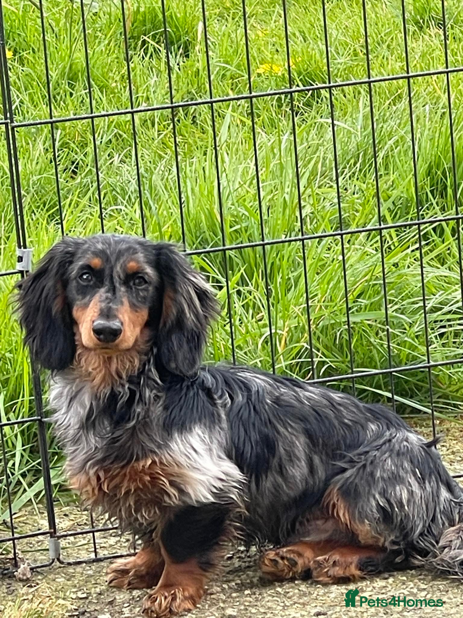 Miniature Dachshund dogs Stunning long  silver dapple stud boy  in Doncaster - Advert 11